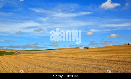 I campi con le balle di fieno vicino a Cap Blanc Nez, Côte d'Opale, Pas-de-Calais, Francia Foto Stock