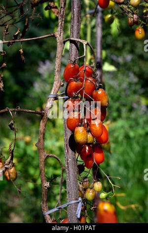 Pomodoro malattie fungine - late blight (Phytophthora infestans). Marciume bruno outdoor pomodori in un giardino. Foto Stock