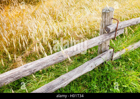 Rural staccionata in legno lungo il campo della segale in estate Foto Stock