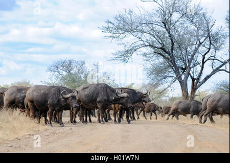 Mandria di bufali africani o del Capo nel bush africano che cammina su una pista, Sudafrica Foto Stock