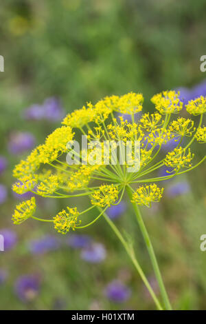 Ombrella di aneto contro lo sfondo di colore verde e fiori blu Foto Stock