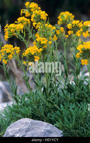 Greco (bladderpod Alyssoides utriculata, Alyssum graecum, Alyssoides graeca, Alyssum utriculatum), fioritura Foto Stock