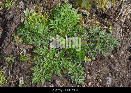 Il veleno la cicuta (Conium maculatum), foglie giovani, Germania Foto Stock