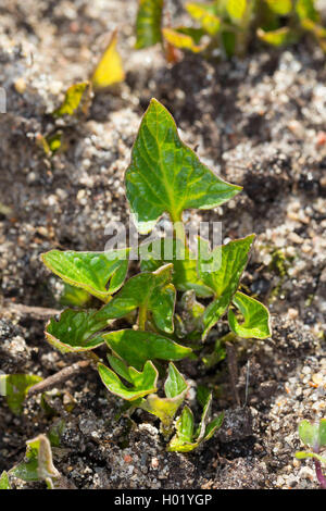 Il buon re-henry, perenne (goosefoot Chenopodium bonus-henricus, Blitum bonus-henricus), foglie giovani, Germania Foto Stock