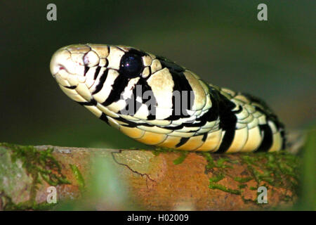 Pollo tropicali snake, Tiger Ratsnake (Spilotes pullatus), Ritratto, Costa Rica Foto Stock