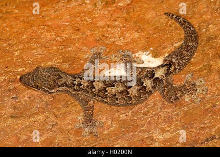 Legno, slave Turniptail gecko Turnip-Tail Gecko (Thecadactylus rapicauda), su una pietra, Costa Rica Foto Stock