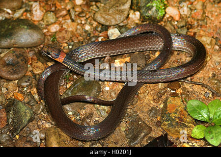 Bruno-testa di serpente di lettiera (Urotheca fulviceps), arrotolati su terra, Costa Rica Foto Stock