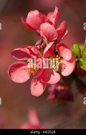 Cotogno giapponese (Chaenomeles japonica, Choenomeles japonica), fiore Foto Stock