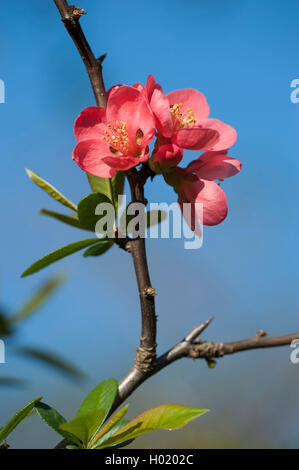 Cotogno giapponese (Chaenomeles japonica, Choenomeles japonica), fiore Foto Stock