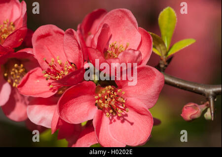 Cotogno giapponese (Chaenomeles japonica, Choenomeles japonica), fiore Foto Stock