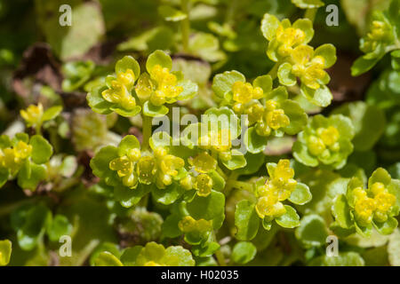 Di fronte-lasciava golden-sassifraga (Chrysosplenium oppositifolium), fioritura, Germania Foto Stock