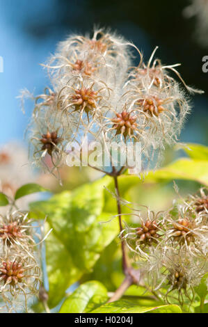 I viaggiatori di gioia, di vecchio uomo con la barba (Clematis vitalba), la fruttificazione, Germania, BG Ffm Foto Stock