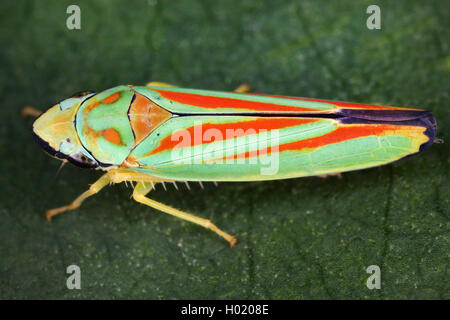 Leafhopper Redbanded (Graphocephala coccinea, Graphocephala fennahi), si siede su una foglia, Austria Foto Stock