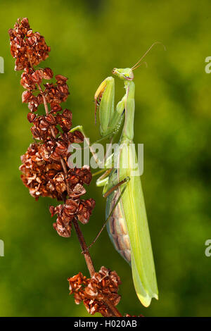 Europaeische Gottesanbeterin (mantide religiosa), Weibchen auf verbluehtem Sauerampfer, Oesterreich | European depredavano mantis (Ma Foto Stock