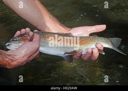 Regenbogenforelle, Regenbogen-Forelle (Oncorhynchus mykiss, Salmo gairdnerii), gefangene Forelle in der mano, Oesterreich | rainb Foto Stock