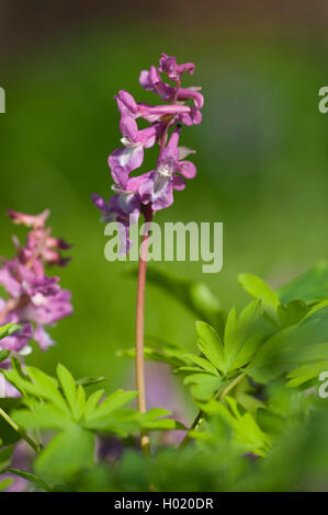 Corydalis bulbosa, fumewort (Corydalis cava), fioritura, Germania Foto Stock