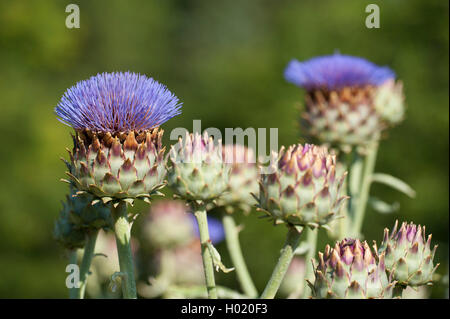 Carciofo cardo, il cardo (Cynara cardunculus, Cynara scolymus), fioritura Foto Stock