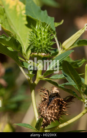 Stramonium, jimsonweed, thornapple, jimson weed (Datura stramonium), con frutta, Germania Foto Stock
