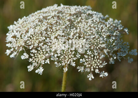 Queen Anne's pizzi, wild carota (Daucus carota), infiorescenza, Germania Foto Stock