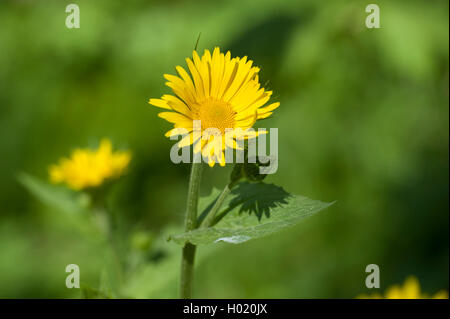 Grande leopard's-bane (Doronicum pardalianches), fioritura, Germania Foto Stock