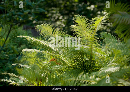 Scudo dorato Fern, squamosa felce maschio (Dryopteris affinis), fronde, Germania, BG DA Foto Stock