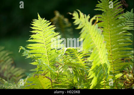 Scudo dorato Fern, squamosa felce maschio (Dryopteris affinis), fronde in controluce, Germania Foto Stock