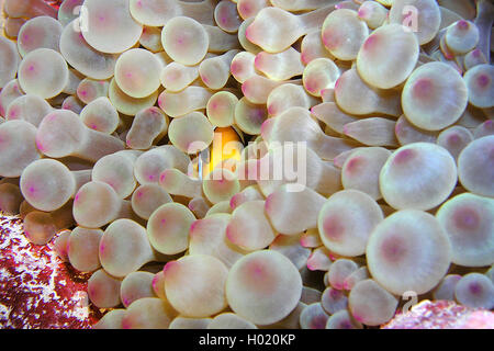 Due bande, anemonefish twoband anemonefish, rosso-mare, anemonefish Twobar pesce di anemone (Amphiprion bicinctus), tra i tentacoli di un anemone, Egitto, Mar Rosso Foto Stock