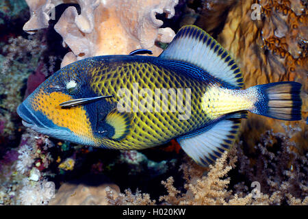 Titan pesci balestra, avvistati pesci balestra, titan trigger (Balistoides viridescens), di fronte alla barriera corallina, Egitto, Mar Rosso Foto Stock