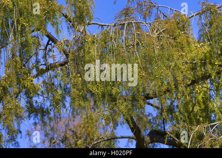 Tempio di juniper, Ago ginepro (Juniperus rigida), il ramo con bacche immature Foto Stock