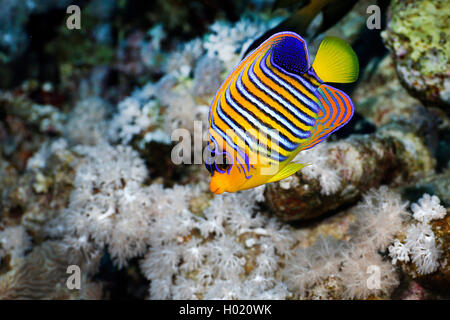 Royal angelfish, Blu-nastrare angelfish, Regal Angelfish (Pygoplites diacanthus), al Coral reef, Egitto, Mar Rosso Foto Stock