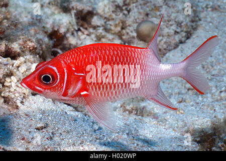 Squirrelfish Silverspot (Sargocentron caudimaculatum), al Coral reef, Egitto, Mar Rosso Foto Stock