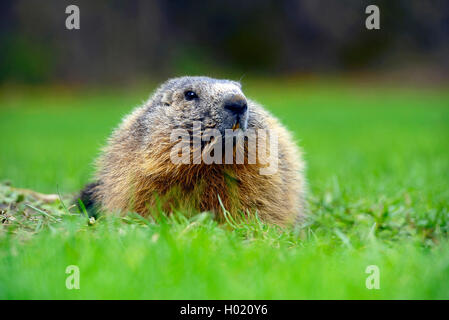 Alpine marmotta (Marmota marmota), seduti in un prato, Francia, Parco Nazionale degli Ecrins Foto Stock