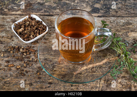 Comune di tarassaco (Taraxacum officinale), tarassaco tè, tè di radice di arrosto radici, Germania Foto Stock