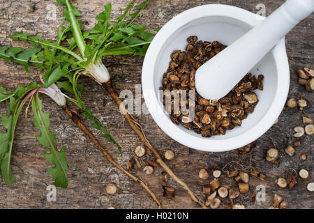 Comune di tarassaco (Taraxacum officinale), scapecchiato e arrosto di radici sono macinato in un mortaio, Germania Foto Stock