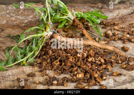 Comune di tarassaco (Taraxacum officinale), tarassaco tè, tè di radice di arrosto radici, Germania Foto Stock