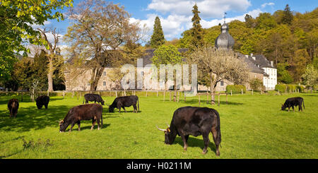 Uro (bovini domestici) (Bos taurus, Bos primigenius), aurochses su un pascolo al Castello Ehreshoven, in Germania, in Renania settentrionale-Vestfalia, Bergisches Land, Engelskirchen Foto Stock