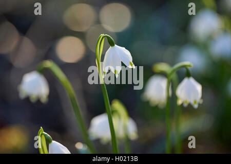 Maerzenbecher, Maerzbecher, Fruehlings-Knotenblume, Fruehlingsknotenblume, Schneerose, Maerzgloeckchen (Leucojum vernum), weisse Foto Stock