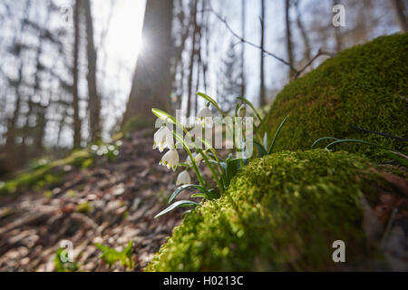 Maerzenbecher, Maerzbecher, Fruehlings-Knotenblume, Fruehlingsknotenblume, Schneerose, Maerzgloeckchen (Leucojum vernum), auf essere Foto Stock