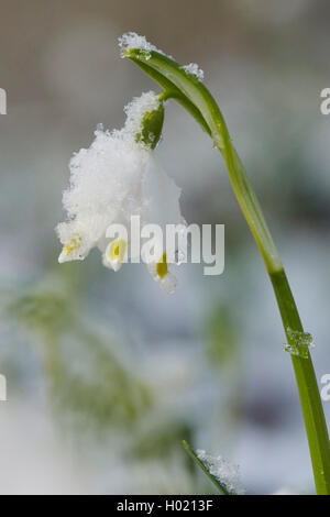 Maerzenbecher, Maerzbecher, Fruehlings-Knotenblume, Fruehlingsknotenblume, Schneerose, Maerzgloeckchen (Leucojum vernum), schnee Foto Stock