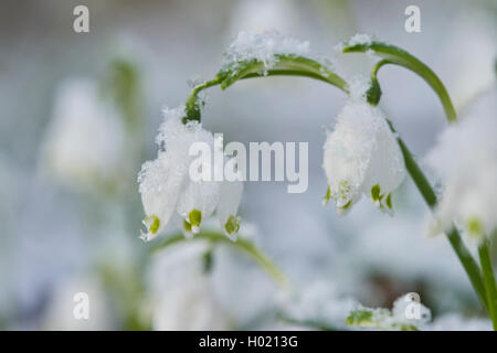 Maerzenbecher, Maerzbecher, Fruehlings-Knotenblume, Fruehlingsknotenblume, Schneerose, Maerzgloeckchen (Leucojum vernum), schnee Foto Stock