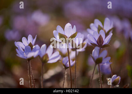 Hepatica liverleaf, American liverwort (Hepatica nobilis, Anemone hepatica), sboccia in controluce, Germania Foto Stock