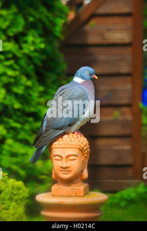 Il Colombaccio ( Columba palumbus), siede sulla testa del Budda (giardino decorazione), Germania Foto Stock