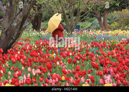 Giardino in comune tulip (Tulipa gesneriana), donna con ombrello si erge tra aiuole fiorite con un sacco di fioritura tulipani, Germania Foto Stock