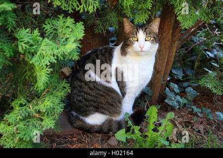 Il gatto domestico, il gatto di casa (Felis silvestris f. catus), si siede nel giardino, Germania Foto Stock