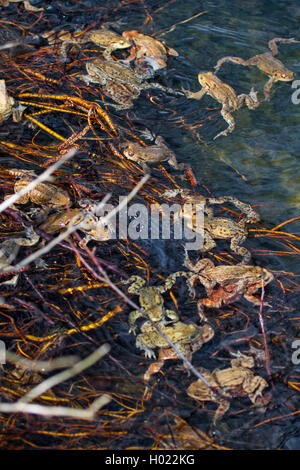 Europeo di rospo comune (Bufo bufo), in stagno di deposizione delle uova, Germania Foto Stock