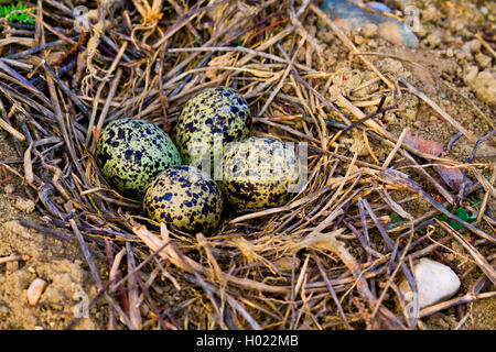 Pavoncella (Vanellus vanellus), uova nel nido di massa, Germania Foto Stock