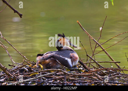 Svasso maggiore (Podiceps cristatus), si siede sul nido allevamento, GERMANIA Baden-Wuerttemberg Foto Stock