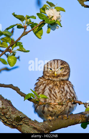 Steinkauz, Stein-Kauz (Athene noctua) sitzt auf einem bluehendem Ast, Vorderansicht, Deutschland, Baden-Wuerttemberg | poco o Foto Stock