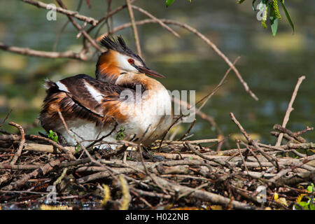 Svasso maggiore (Podiceps cristatus), si siede sul nido allevamento, GERMANIA Baden-Wuerttemberg Foto Stock