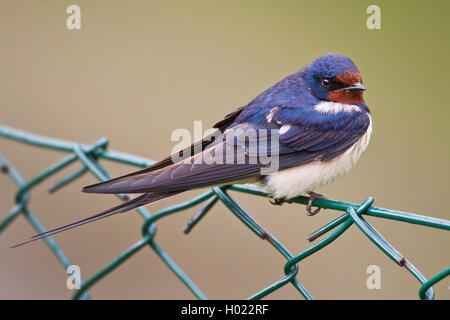 Barn swallow (Hirundo rustica), si siede su una rete di filo metallico recinzione, Svezia Foto Stock